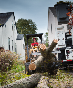 yard debris removal service